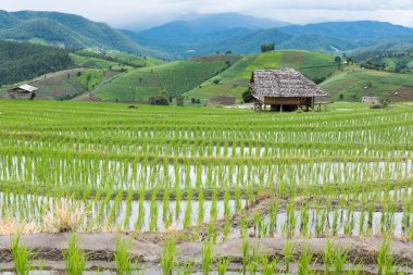 Yeşil pirinç alan dağ Vadisi terasta. güzel doğa