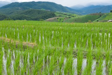 Yeşil pirinç alan dağ Vadisi terasta. güzel doğa