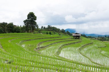 Yeşil pirinç alan dağ Vadisi terasta. güzel doğa