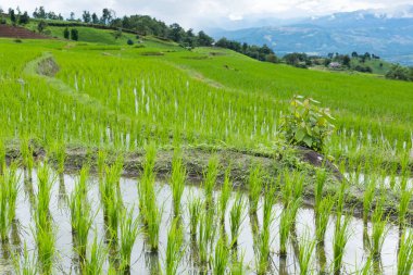 Yeşil pirinç alan dağ Vadisi terasta. güzel doğa
