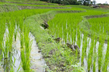 Yeşil pirinç alan dağ Vadisi terasta. güzel doğa