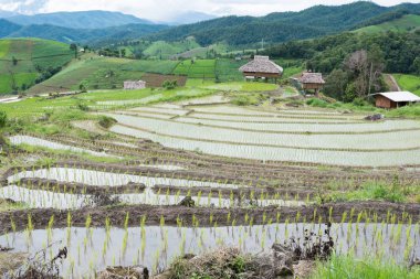 Yeşil pirinç alan dağ Vadisi terasta. güzel doğa