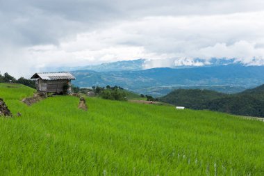 Yeşil pirinç alan dağ Vadisi terasta. güzel doğa