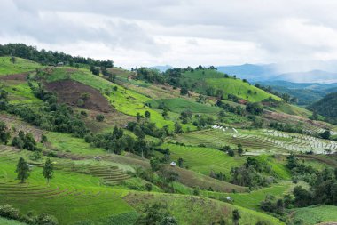 Yeşil pirinç alan dağ Vadisi terasta. güzel doğa