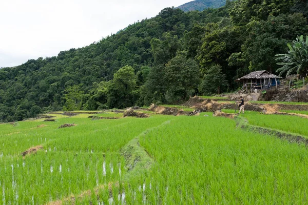Зеленое рисовое поле на террасе в горной долине. красивая природа — стоковое фото