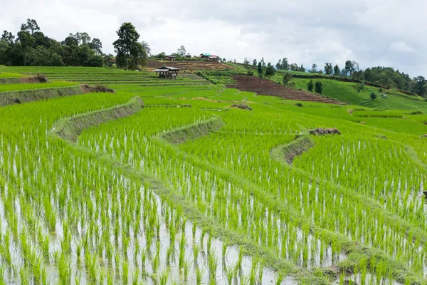 Зеленое рисовое поле на террасе в горной долине. красивая природа — стоковое фото