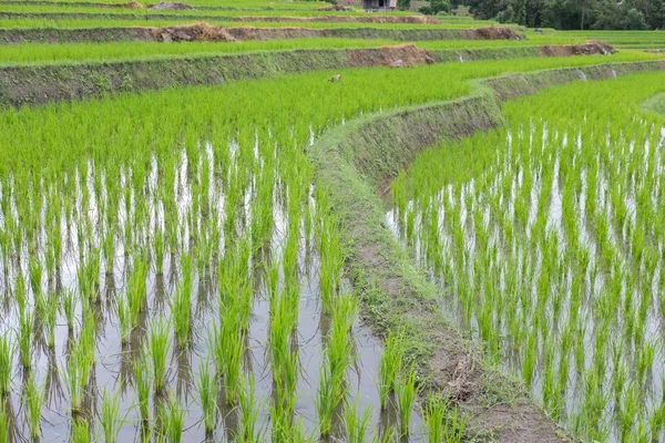 Gröna risfält på terrassen i berget dalen. vacker natur — Stockfoto