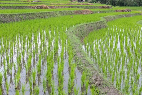 Sawah hijau di teras di lembah pegunungan. alam yang indah — Stok Foto