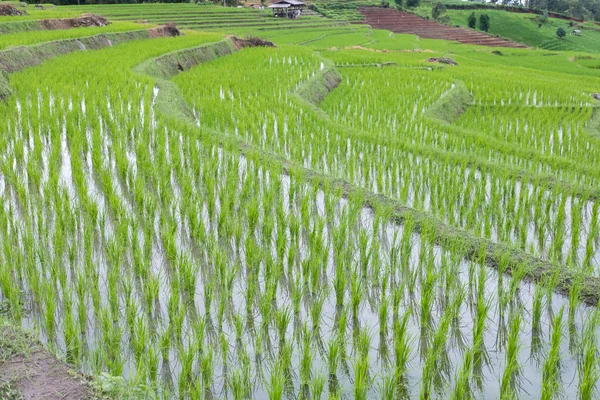 Yeşil pirinç alan dağ Vadisi terasta. güzel doğa