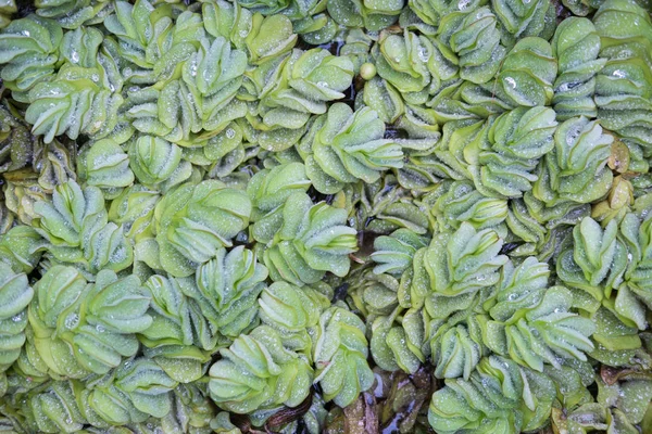 Água da chuva cair em folhas verdes frescas. Gotas de orvalho na planta lea — Fotografia de Stock