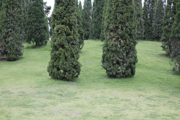 Kiefernreihe auf einem Hügel im Park — Stockfoto