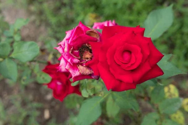 Rosa roja floreciendo y marchita en el jardín — Foto de Stock