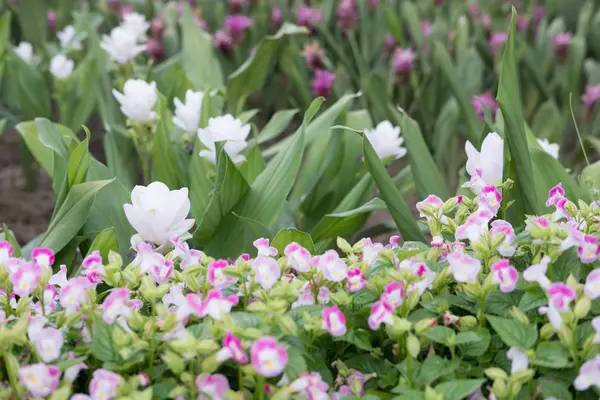 Siam Tulip nel parco. fioritura fiore bianco e rosa in giardino — Foto Stock