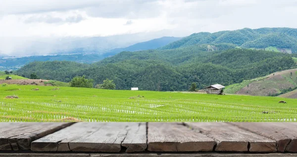 Gröna risfält på terrassen i berget dalen. vacker natur Stockbild
