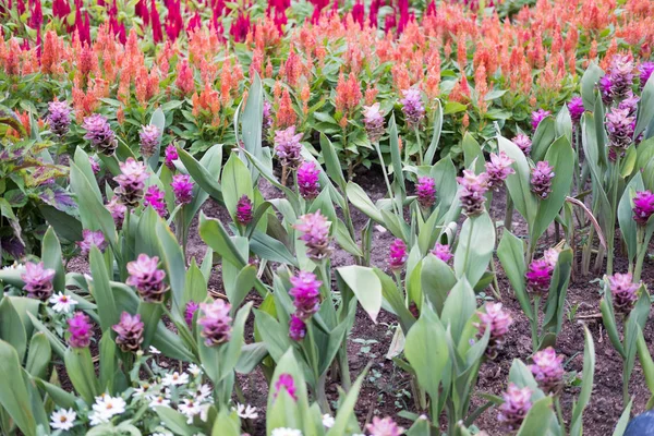 Siam Tulip no parque. flor rosa florescendo no jardim — Fotografia de Stock