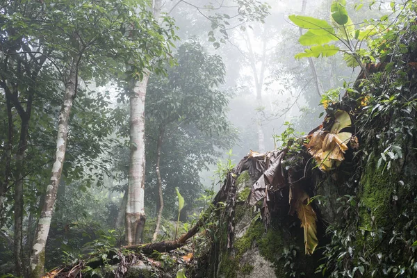 Niebla matutina en la selva tropical. naturaleza paisaje —  Fotos de Stock