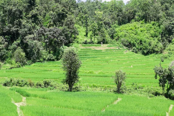 Risfält på terrassen i Chiangmai, Thailand. naturlandskap — Stockfoto