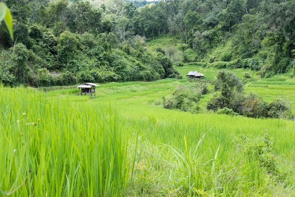 Campo de arroz en la terraza en Chiangmai, Tailandia. paisaje natural — Foto de Stock