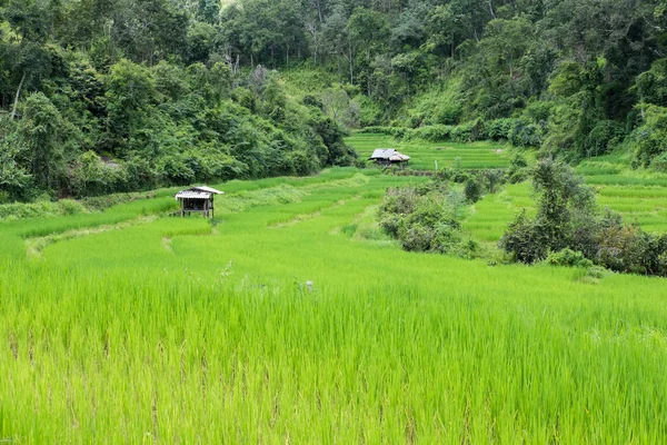 Рисовое поле на террасе в Чиангмае, Таиланд. природный пейзаж — стоковое фото