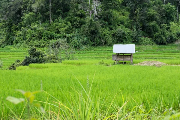 Campo de arroz no terraço em Chiangmai, Tailândia. paisagem natural — Fotografia de Stock