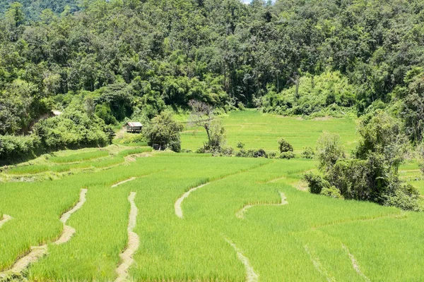 Рисовое поле на террасе в Чиангмае, Таиланд. природный пейзаж — стоковое фото