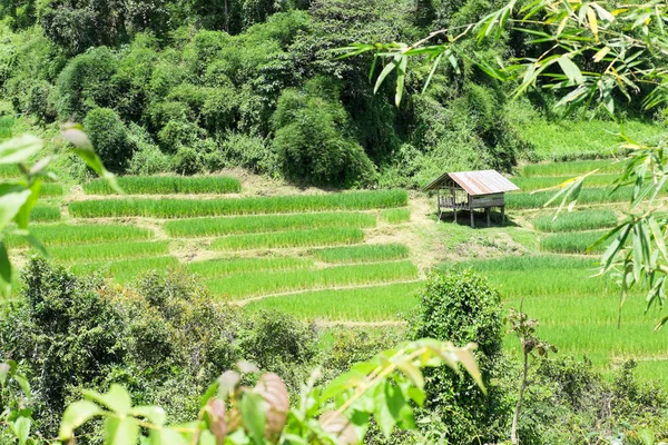 Campo de arroz no terraço em Chiangmai, Tailândia. paisagem natural — Fotografia de Stock