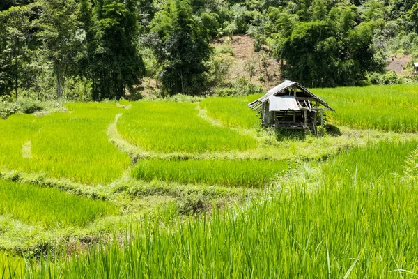 Risfält på terrassen i Chiangmai, Thailand. naturlandskap — Stockfoto