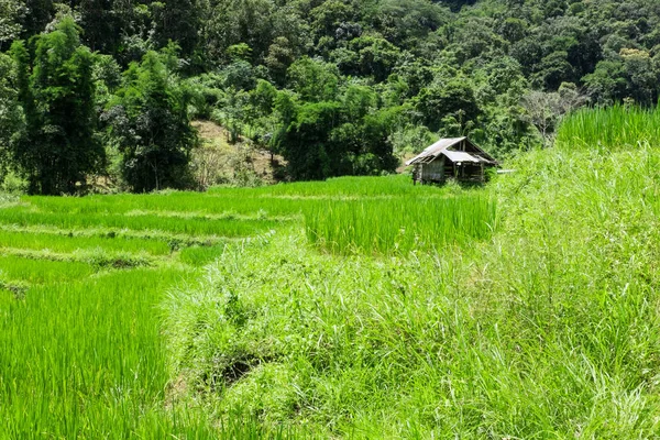 Campo di riso in terrazza a Chiangmai, Thailandia. paesaggio naturale — Foto Stock