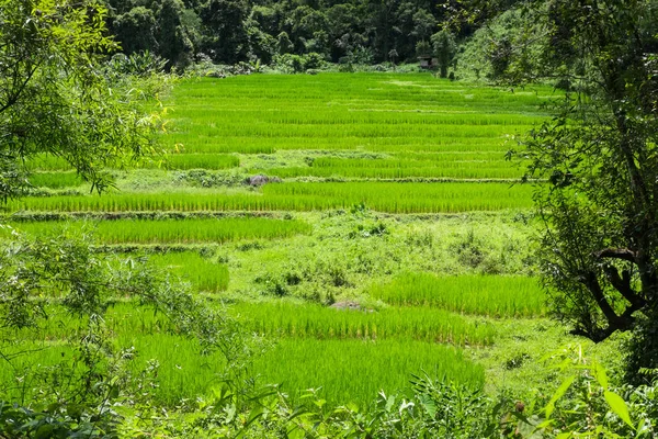 Risfält på terrassen i Chiangmai, Thailand. naturlandskap — Stockfoto