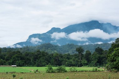 Mısır Ekim alanı. Tarım çiftliği Mısır ekimi.