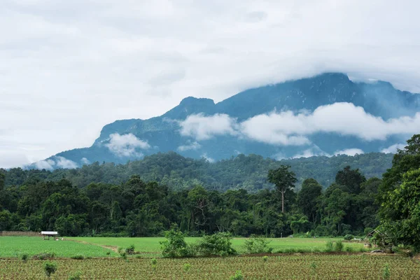 Mısır Ekim alanı. Tarım çiftliği Mısır ekimi.