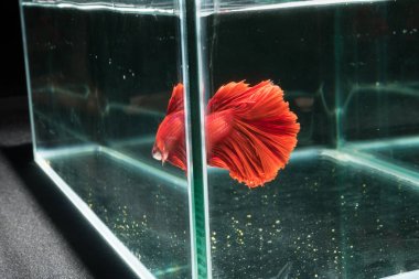 Siyam mücadele balık. Güzel kuyruk betta splendens yarım mo