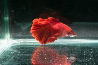 Siyam mücadele balık. Güzel kuyruk betta splendens yarım mo