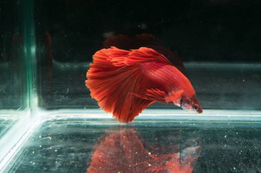 Siyam mücadele balık. Güzel kuyruk betta splendens yarım mo