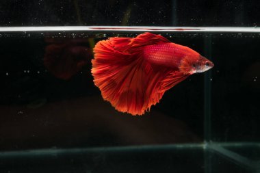 Siyam mücadele balık. Güzel kuyruk betta splendens yarım mo