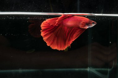 Siyam mücadele balık. Güzel kuyruk betta splendens yarım mo