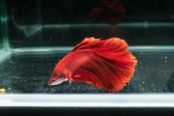 Siyam mücadele balık. Güzel kuyruk betta splendens yarım mo