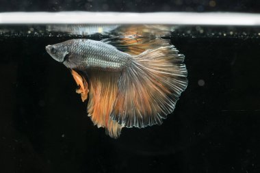 Siyam mücadele balık. Güzel kuyruk betta splendens yarım mo