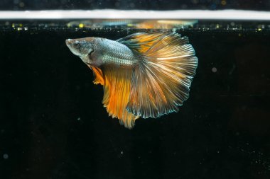 Siyam mücadele balık. Güzel kuyruk betta splendens yarım mo