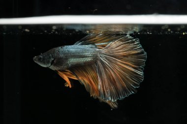 Siyam mücadele balık. Güzel kuyruk betta splendens yarım mo