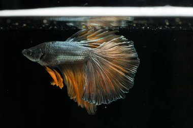 Siyam mücadele balık. Güzel kuyruk betta splendens yarım mo