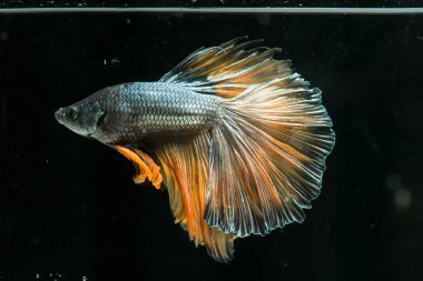 Siyam mücadele balık. Güzel kuyruk betta splendens yarım mo