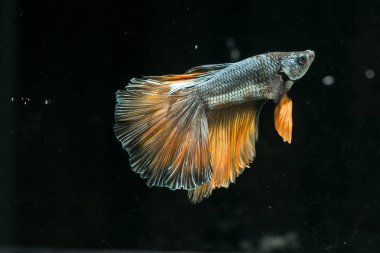 Siyam mücadele balık. Güzel kuyruk betta splendens yarım mo