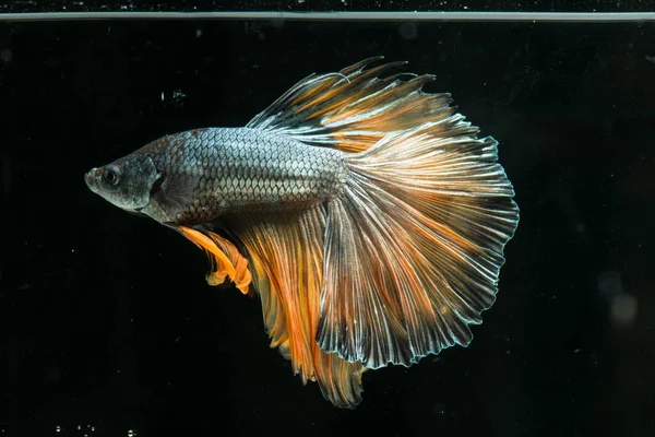 Siyam mücadele balık. Güzel kuyruk betta splendens yarım mo