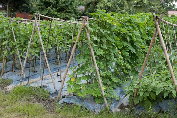 Flaschenkürbis wächst im Garten. Bio-Auberginen im Bauernhof. — Stockfoto