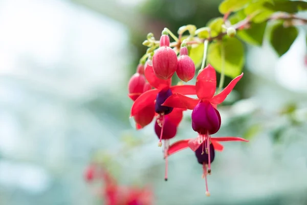 Fucsia rosa viola magellanica. fiore colibrì nel parco. han — Foto Stock