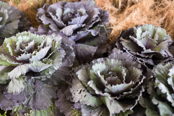 Salat wächst im Gemüsegarten — Stockfoto