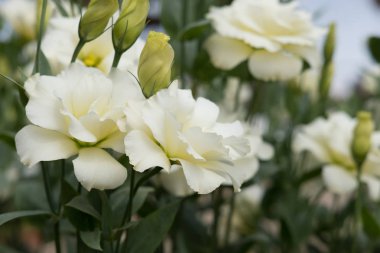 Beyaz Lisianthus Russelianus bahçesinde çiçek açmış. gül gibi flowe