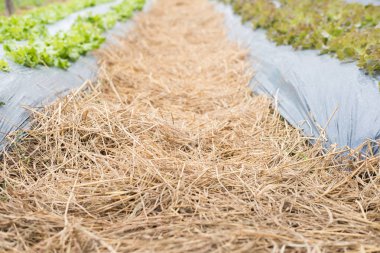 Sebze bahçe büyüyen marul bitki. Zemin işleme. Agr