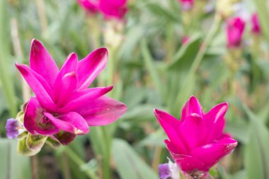 Siam Lale Park. bahçede çiçek pembe çiçek